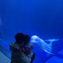 여수 아쿠아리움 벨루가 귀엽네요~ 이미지