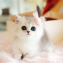 강서고양이분양 나비캣 이미지