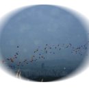 해맞이축제 이미지