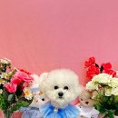 자연애견미용실 이미지