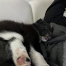 가족이랑개 이미지