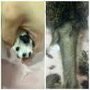 창원고양이미용 무냥무냥 이미지