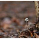 변산바람꽃- 향일암 3.2 이미지