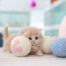 551 | 수원/인계동/곡반정동/용인/평택/호매실/안산 고양이분양 후기에요