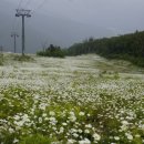 서산트레킹클럽, 6월 11일(일) ‘한국의 차마고도’ 정선 하늘길 걷기 이미지