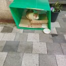 깽노우마이텐 네이버블로그