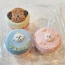 꿀강아지 이미지