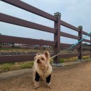 미나애견 이미지