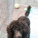 도로시 퍼피 이미지