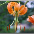 나리반점 이미지