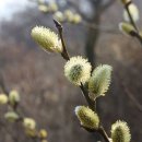 버들한의원 이미지