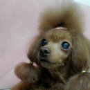 이뿌개 귀엽개 이미지