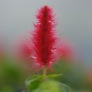 여우꼬리 이미지