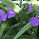 비내섬의 아침 이미지