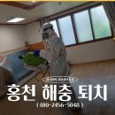 홍천 해충 퇴치 후기, 생활 공간 전체를 안전하게 방역!