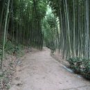 섬진강대나무숲길 이미지