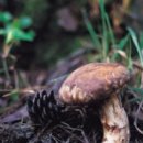 송이농장 이미지