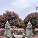 삼달리-3 | 제주 서귀포 동백꽃 명소-삼달리꽃밭에서 (무료 동백꽃 명소)