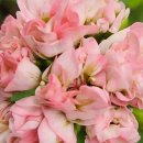 러블리몽 이미지