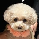 조우바 | 11/14~11/20 블챌