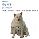 구야목장 | [수원]그리다 행궁 호텔 수원화성행궁동점, 수원 야호~ 구야들과 완벽한 수원 여행기