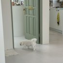 해피그래스 이미지