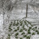 아루농장 이미지