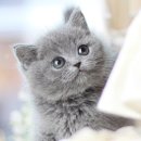 강서고양이분양 나비캣 이미지