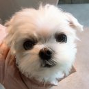 보니또그 이미지