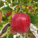 금빛농원 | [포천] 사과맛집 한탄강 금빛사과농원 / 부사, 시나노골드