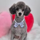 아모르 댕 이미지