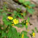 마당바위 이미지