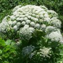 큰멧돼지풀(Giant hogweed) 이미지