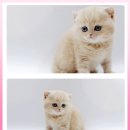 고양이 분양 제나캣 울산점 이미지