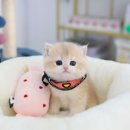 고양이를 사랑하는 남자 이미지