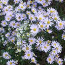 쑥부쟁이 이미지