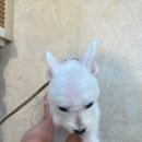 털찐친구들 이미지