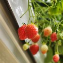 유봉농장 이미지