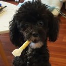 변신하개 이미지