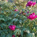 명관농장 이미지