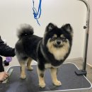 비마인 독 이미지