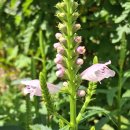 강아지풀 이미지