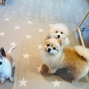 호텔스 컴도그 이미지