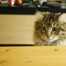 경성식당 이미지