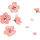 화훼장식기능사(초급) 이미지