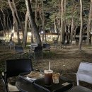 소나무숲카페