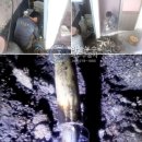 송광약국 Daum카페