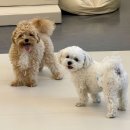 늘봄반려견유치원 | 노원구 상계동 애견호텔 늘봄반려견유치원 비용 시간 위치