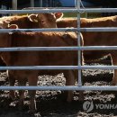 사산축산 이미지