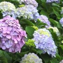 명사해수욕장 주차장 이미지